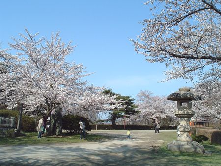 大山公園の桜2010
