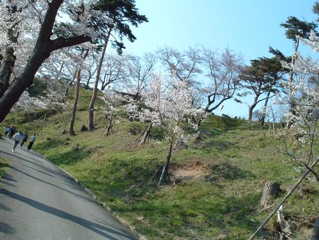 大山公園の桜2010